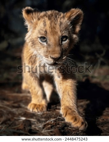 Portrait picture of a cute lion cub looking at the camera and walking towards it with