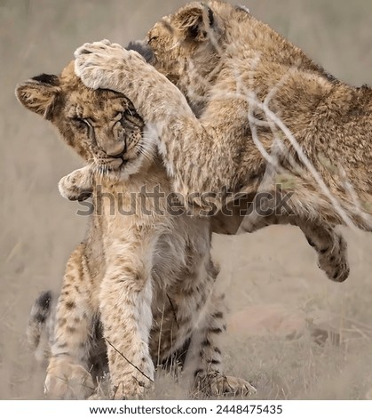 Picture of two lion cubs fighting in the forest