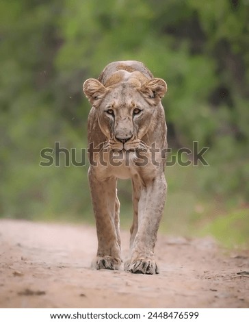 A picture of a lioness walking on the dirt road in one of the reserves