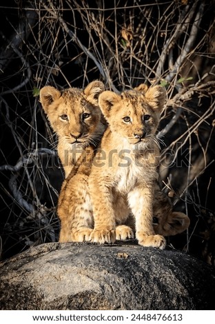 Picture of two lion cubs standing on a rock