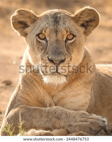 A picture of a beautiful lioness lying down looking at the camera with a blurred yellow background.