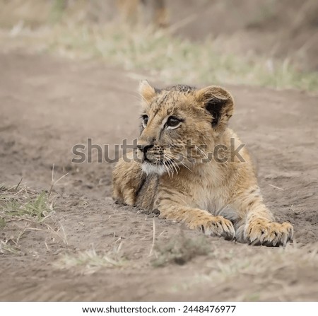 A picture of a cute lion cub lying on the ground and looking to the left with a blurred background.