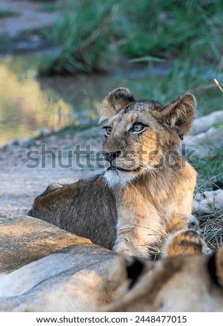 Picture of a lion cub sitting on the ground and looking to the left
