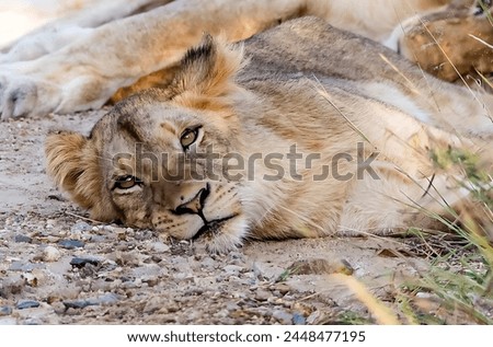 Picture of a lion cub sitting and relaxing