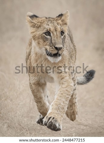 Picture of a cute lion cub walking in a beautiful forest, looking to the right, with a blurred background.