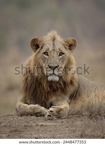 Pictures of a beautiful lion lying down looking at the camera with a blurred background.