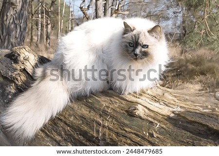 Picture of beautiful white Ragdoll cats sitting on a tree trunk