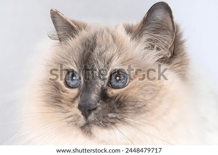 Picture of a beautiful Ragdoll cat face
