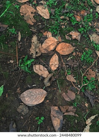 Kudus central java , 12 april 2024 : central java dry leaf litter strewn dry season drought leaves Royalty-Free Stock Photo #2448480099