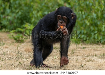 Pictures of a beautiful monkey eating an orange, standing on one hand and looking to the left with a green background.