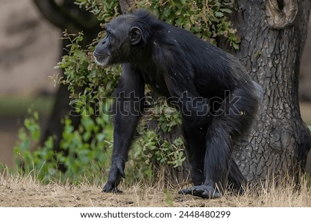 A picture of a beautiful monkey walking in a forest with a tree background.