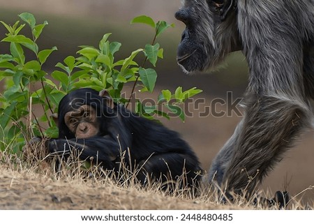 A picture of a mother monkey and her son. The mother is walking and the son is sleeping on the ground with green plants nearby, with a beautiful blurred background.