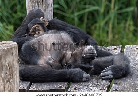 Picture of a mother monkey sleeping with her son on a wooden table with a green background.