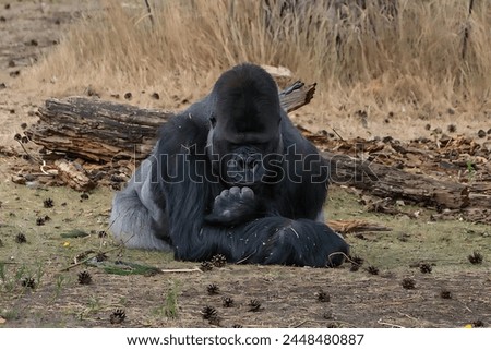 Picture of a black gorilla sitting as if thinking