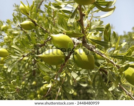 The Argan tree or Argania spinosa L. is a species of flowering plant in the Sapotaceae family. Royalty-Free Stock Photo #2448480959
