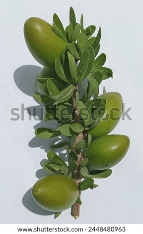 The Argan tree or Argania spinosa L. is a species of flowering plant in the Sapotaceae family. Royalty-Free Stock Photo #2448480963