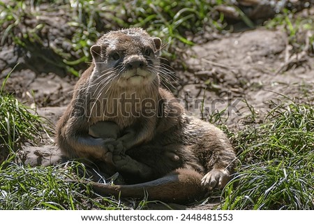 Pictures of an otter lying between grass and rocks with a beautiful background.