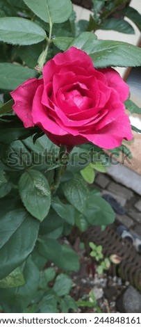 A rose bloom in the summer