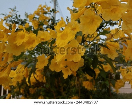 yellow flowers trees picture beautifull