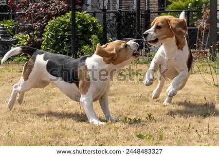 Picture of two beagle dogs fighting in the backyard