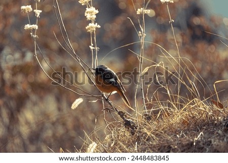 It's a picture of a small bird taken in Korea.