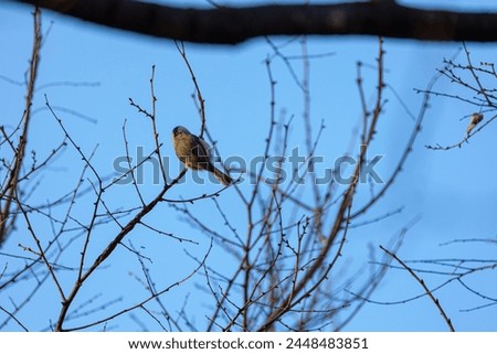 It's a picture of a small bird taken in Korea.