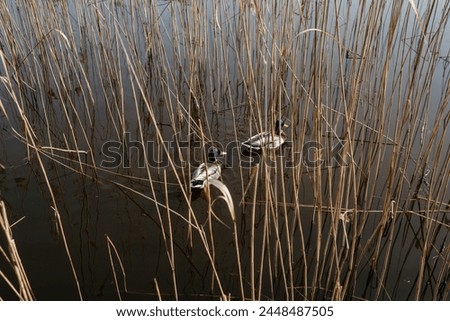 Ducks on the lake of the central park of the city of Svetlogorsk, Kaliningrad region
