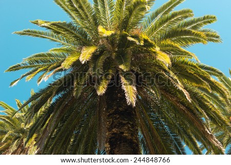 Palm Trees - Perfect palm trees against a beautiful blue sky