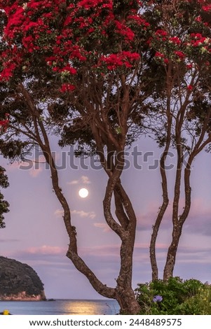 A Majestic Pohutukawa Tree Stands Silhouetted Against the Rising Full Moon, Creating a Captivating Scene of Natural Beauty at Whangamata Beach Royalty-Free Stock Photo #2448489575