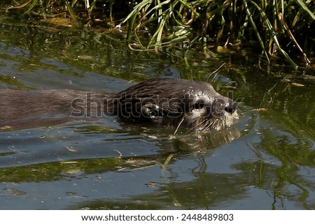 Picture of an otter swimming in the lake