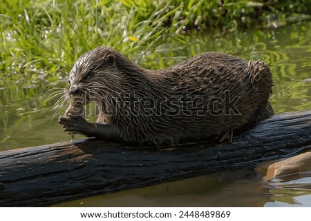 Picture of an otter sitting on a tree trunk eating its food