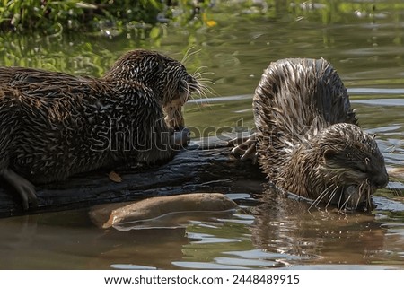 A picture of two otters, one hunting and the other eating its catch