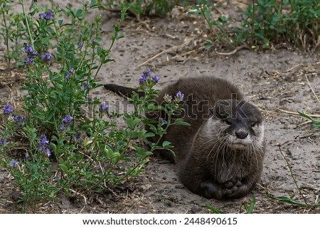 A picture of an otter sitting and relaxing on the ground with plants next to it