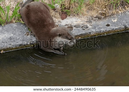 Picture of an otter sitting near a lake with its hand in it