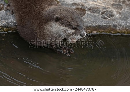 Picture of an otter sitting near a lake, putting its hand in it and opening its mouth