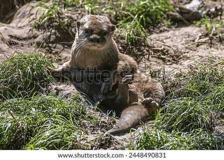 Picture of an otter sitting in the grass