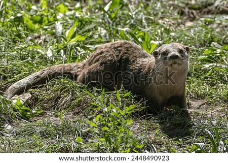 Picture of an otter sitting in the grass 