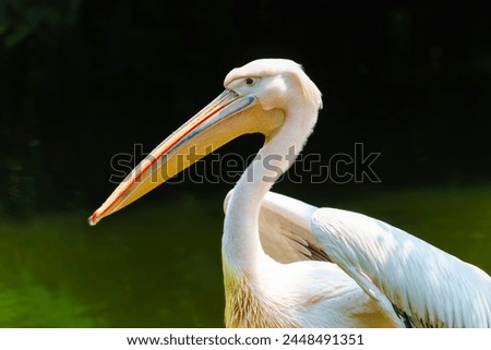 Great white or eastern white pelican, rosy pelican or white pelican is a bird in the pelican family Royalty-Free Stock Photo #2448491351