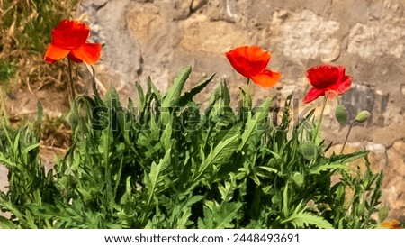
Red poppy flowers, iconic symbols of remembrance, bloom vividly in fields, commemorating sacrifice and honoring veterans. Their vibrant petals evoke both passion and reverence.