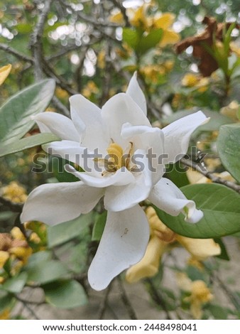 Beautiful Frankincense white flower picture.