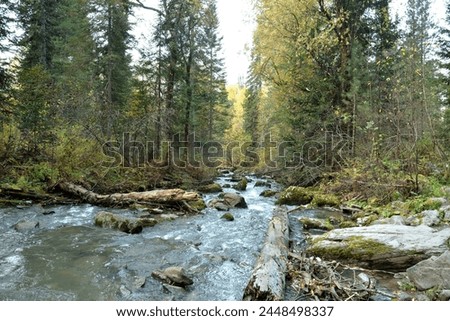 Fallen tree trunks and large stones in the bed of a stormy river flowing from the mountains through a dark autumn forest on a cloudy autumn morning. Theveneck River (Third River), Altai, Siberia, Russ