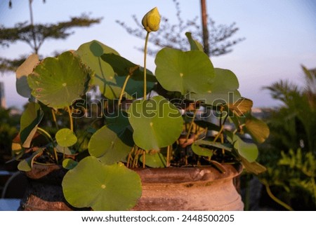 Nelumbo nucifera, also known as Indian lotus, is one of two extant species of aquatic plant in the family Nelumbonaceae. Beautiful flower