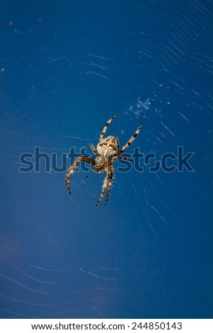 Spider weaves a web