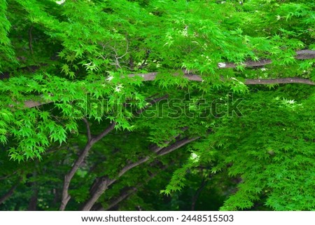 tree green maple in the park
