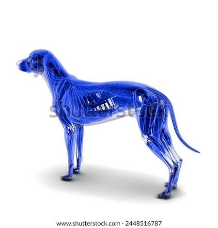 dog full body muscle system anatomy medical 3d illustration