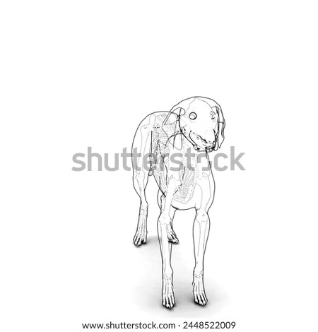 dog skeletal system isolated anterior and posterior view anatomy 3d illustration