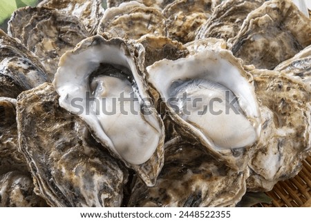 Assorted fresh and delicious oysters
