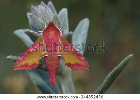 hawk moth (Deilephila porcellus) rest in the herb