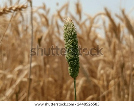 Green Puff plant Beautiful in Wheat area Most beautiful Green plant  Royalty-Free Stock Photo #2448526585