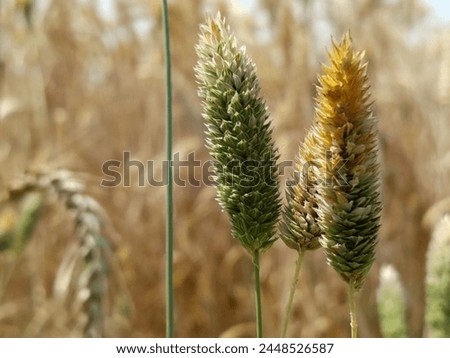 Green Puff plant Beautiful in Wheat area Most beautiful Green plant  Royalty-Free Stock Photo #2448526587